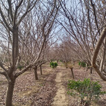 乌当区樱花树苗基地图片3