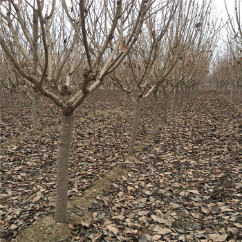 沛县樱花树苗批发基地