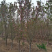 平谷海棠树苗品种