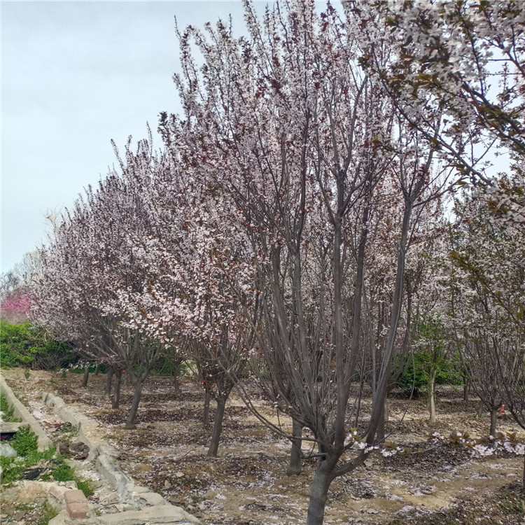 庆阳紫叶李树苗根系好