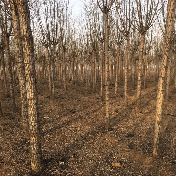 阿里柳树树苗基地