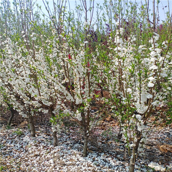 调兵山市碧桃碧桃价格