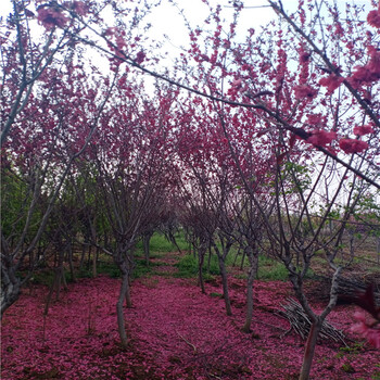 平川區(qū)寒紅碧桃量大優(yōu)惠