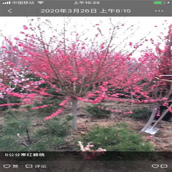 昭平龍柱碧桃量大優(yōu)惠