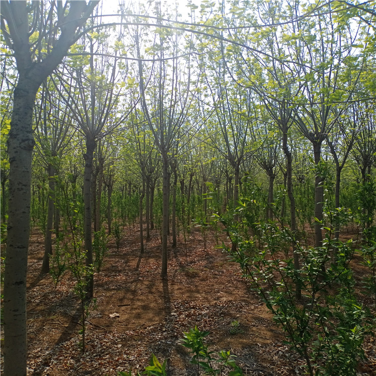 吉林白蜡基地