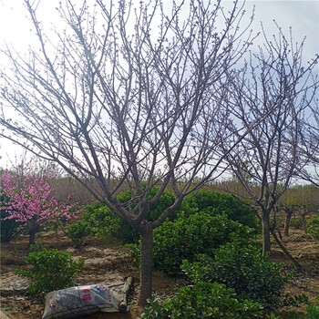 平和早櫻櫻花價格根系發(fā)達