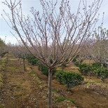 陈场镇晚樱樱花价格图片1