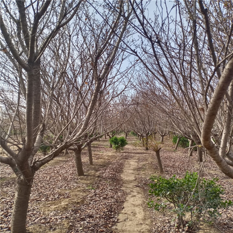 湛江早樱樱花价格