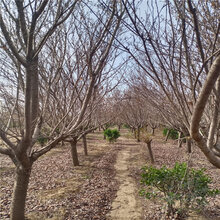 防城区晚樱樱花价格图片