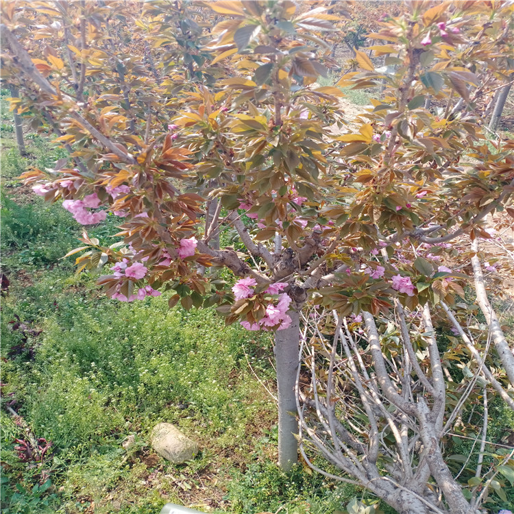 克东早樱樱花价格量大优惠