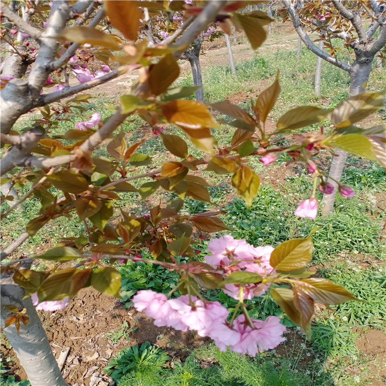 克东早樱樱花价格量大优惠