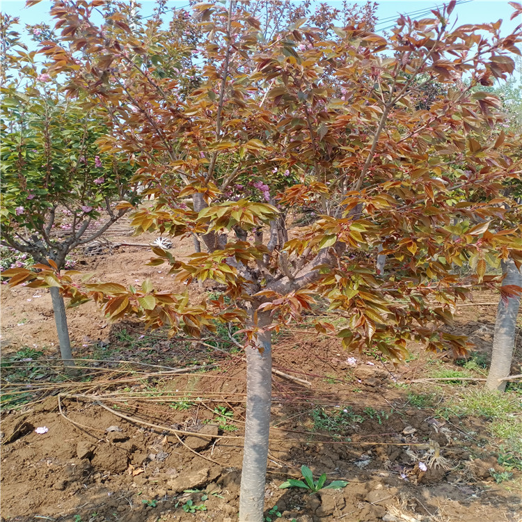 宜都市晚樱樱花价格量大优惠