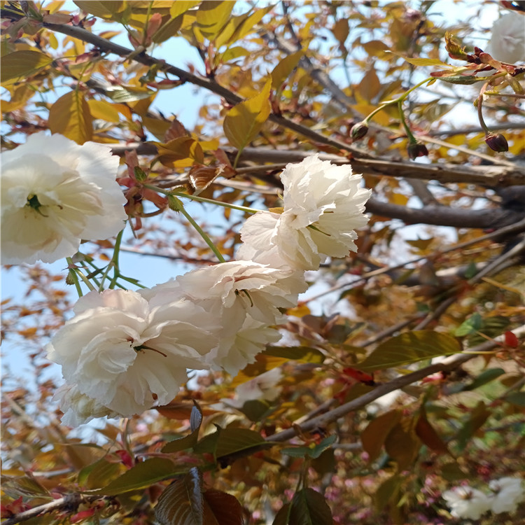 宜春早樱樱花价格