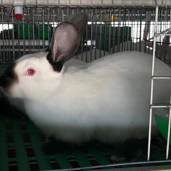 比利时兔养殖场肉兔市场行情合作养殖肉兔免费教养殖技术包回收