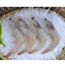 上海口岸厄瓜多尔白虾进口清关流程