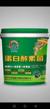 蛋白酵素菌的作用图片