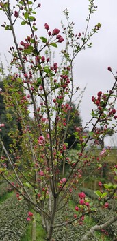 湘潭麻花海棠种植