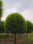 绵阳骨架桂花树种植图片1