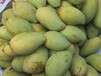 安徽桐城进口柬埔寨鲜食芒果在上海宁波的代理报关清关及派送服务