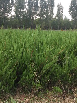 兰州2年工程龙柏苗种植基地