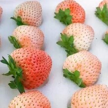 草莓苗图片