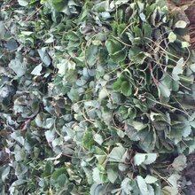 红颜草莓苗基地直供图片