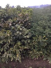 辽河核桃苗零售图片