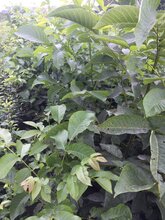 青岛核桃树苗现货供应图片