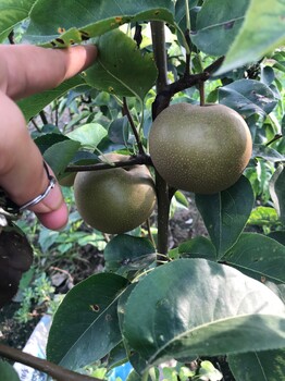 青島秋月梨樹苗報(bào)價(jià)