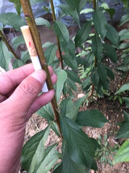 重庆李子树苗种植技术