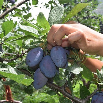 濟(jì)南蜂糖李子樹苗種植技術(shù)