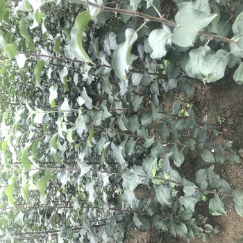青島3公分蘋果樹(shù)苗批發(fā)