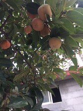 青岛次郎甜柿树苗种植时间