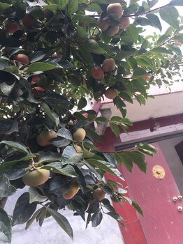 濟南次郎甜柿樹苗培育方法