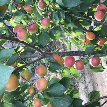 杏树苗栽植时间