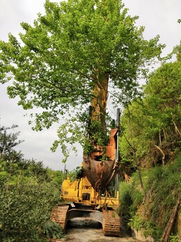 山东红豆杉基地种植