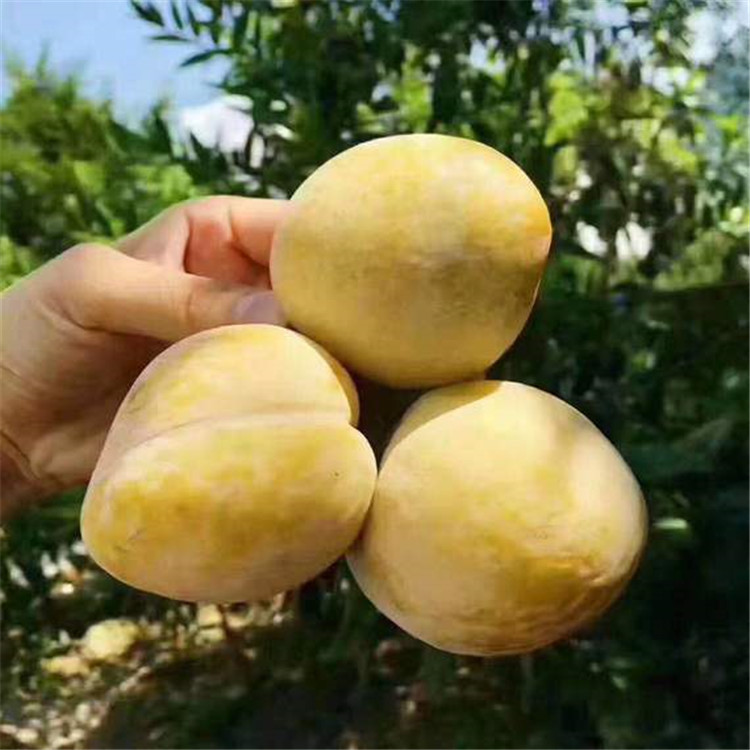 黑龙江佳木斯2年黄金奈李李.