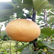 惠州現挖1年秋月梨專業種植模式