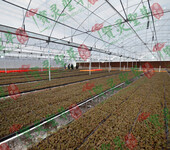 贵州中科农经生物科技有限公司宝灵圣草创业的理想选择