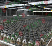 贵州中科农经生物科技有限公司宝灵圣草让你盈利惊人