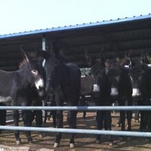 山西肉驴规模养殖基地山西肉驴供求价格山西肉驴育肥品种