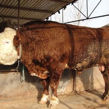 西门塔尔怀孕母牛价格怀孕母牛养殖品种怀孕母牛规模养殖技术