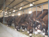 兴安盟大型肉驴养殖基础母驴价格育肥小驴驹价格肉驴育肥效益分析