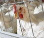 產蛋鵪鶉養殖的環境要求黑龍江靠譜的鵪鶉孵化場