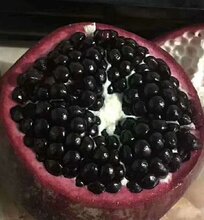 烟台石榴苗种植价格图片