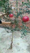 新疆石榴苗种植方法图片
