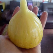 莱芜无花果苗种植技术图片