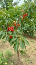 许昌樱桃苗种植技术图片