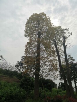 济南香樟树基地