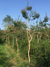 紫薇树种植基地图片